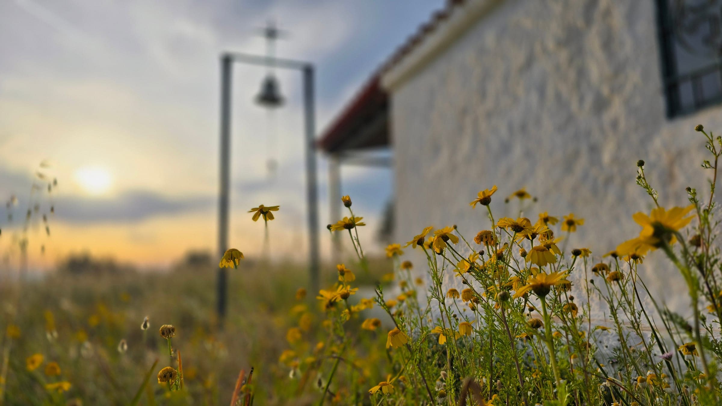 Wildflowers in front of the chapel at Sfentouri, soft at sunset.